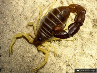 Parabuthus schlechteri i3