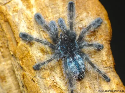 Caribena versicolor SAMIEC ptasznika wielobarwnego | SpidersOnline.pl