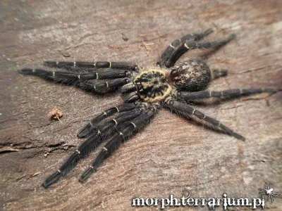 Heterothele gabonensis SAMICA 1,5DC (3,5cm)