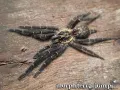 Heterothele gabonensis FEMALE 1,5DC (3,5cm)