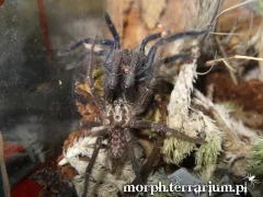 Heterothele gabonensis FEMALE 1,5DC (3,5cm)