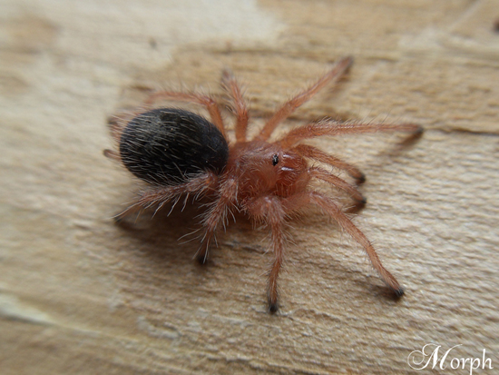 Grammostola pulchripes L1