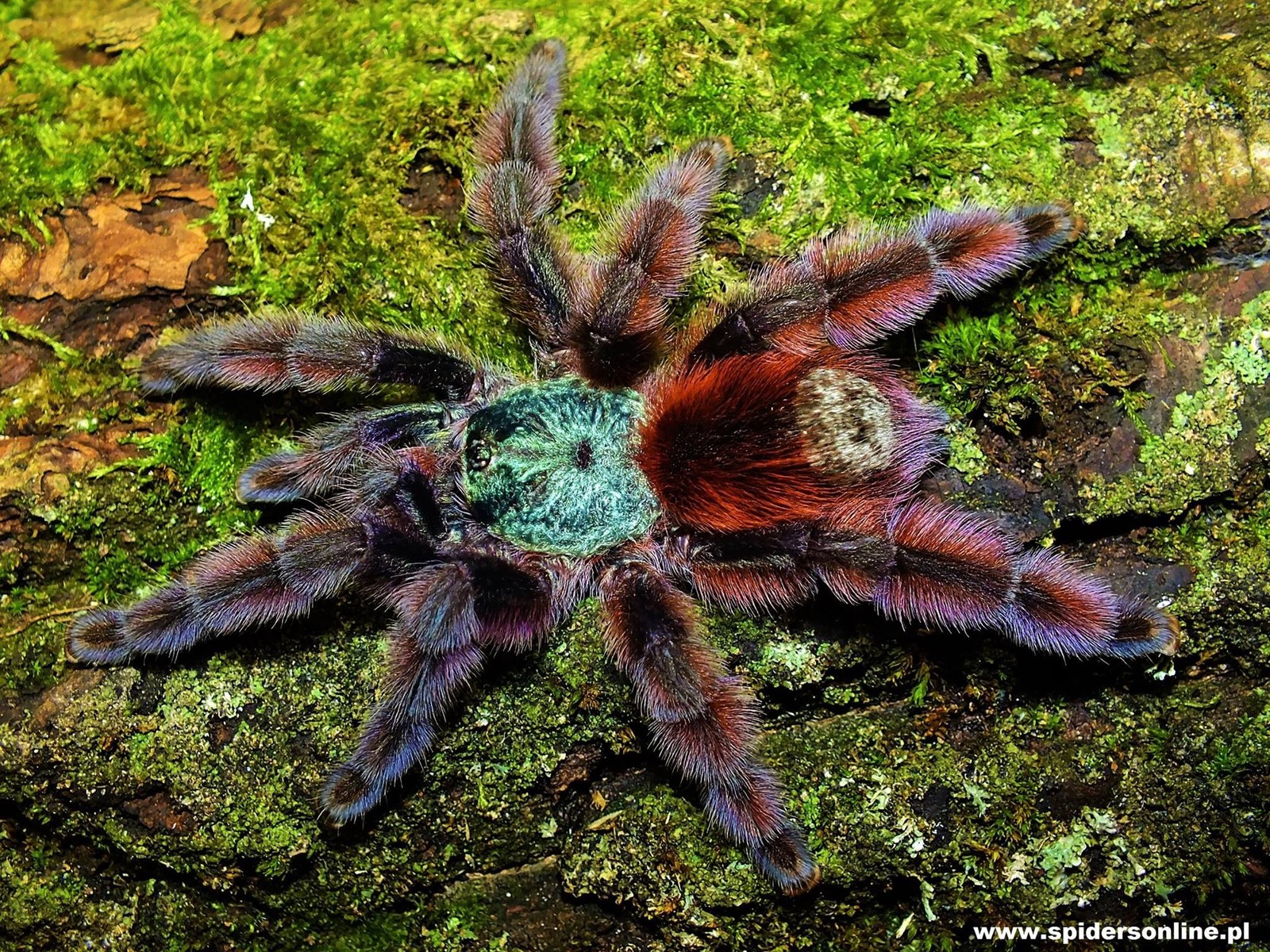 Caribena versicolor - dorosła samica